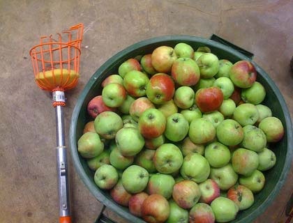 Szerszám eltávolítása a fa alma 2 lehetőség plodosemnikov saját kezűleg