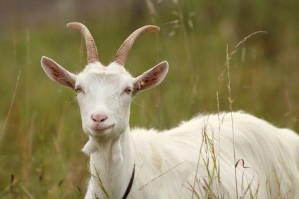 Jelek a vadászat egy kecske leírása, időtartama és érdekes tények (tünetek kecske vadászat) Jelek a vadászat egy kecske leírása, időtartama és érdekes tények
