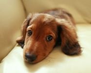 Fogamzásgátló kutyák, terhesség megelőzésére kutyák, tabletta-alapú acetát