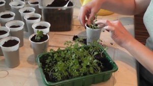 Gyógynövények az ablakpárkányon Hogyan növekszik oregano otthon