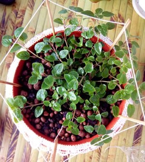 Gyógynövények az ablakpárkányon Hogyan növekszik oregano otthon
