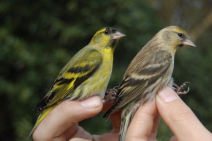 csíz madár (Carduelis spinus) leírás, fajok, fotók, videók, hang-