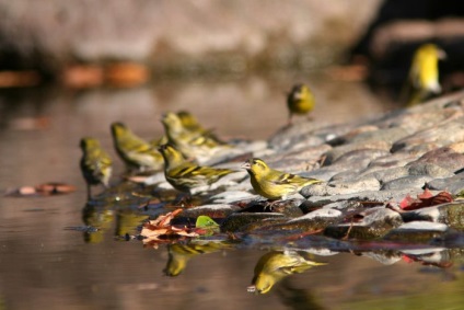 csíz madár (Carduelis spinus) leírás, fajok, fotók, videók, hang-