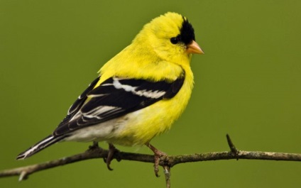 csíz madár (Carduelis spinus) leírás, fajok, fotók, videók, hang-