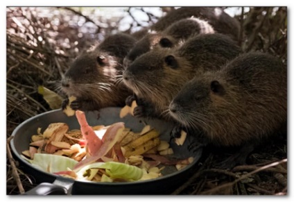 Tenyésztési nutria bunda (augusztus 2017) (nutria) Tenyésztési nutria bunda (augusztus 2017)