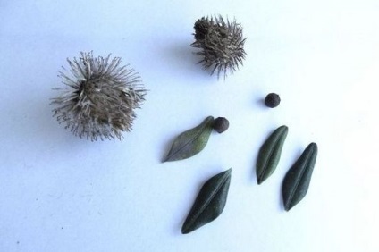 Bojtorján növény úgy néz ki, mint a szerkezet a bojtorján, leírás, fű, magvak, gyümölcsök, gyógynövények (szerkezet) Bojtorján néz ki, mint egy növény, szerkezet bojtorján, leírás, fű, magvak, gyümölcsök, gyógynövények