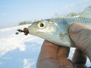 Horgászat - tészta, ördögök - és - kecske (tészta) Horgászat - tészta, ördögök - és - kecske