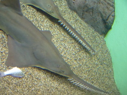 Sawfish vagy közönséges pylori (latin: