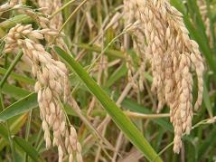 Rice - a vágott étel az emberiség felének (főleg élelmiszeripari) Rice - a vágott étel az emberiség felének
