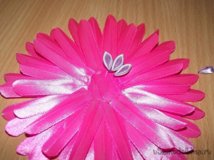 Pink gerbera a szakterületen kanzasi (kanzasi) Pink gerbera a szakterületen kanzasi