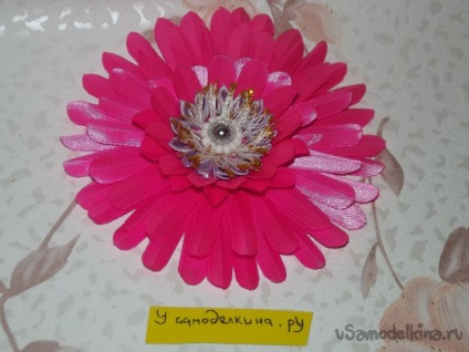 Pink gerbera a szakterületen kanzasi (kanzasi) Pink gerbera a szakterületen kanzasi