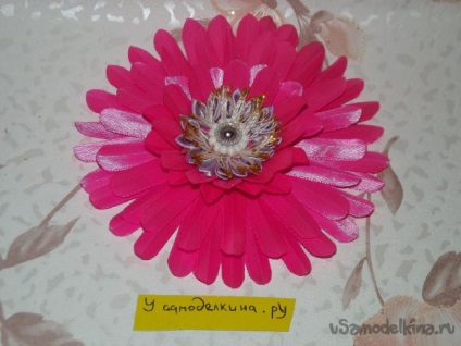 Pink gerbera a szakterületen kanzasi (kanzasi) Pink gerbera a szakterületen kanzasi