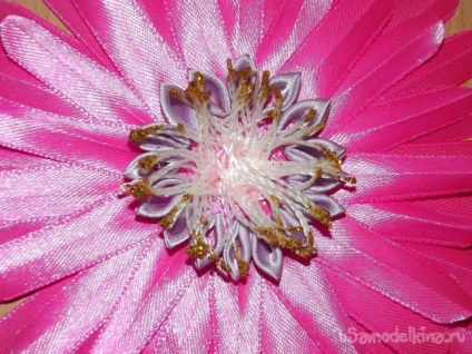 Pink gerbera a szakterületen kanzasi