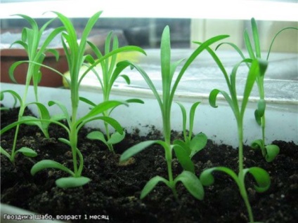 Kertészet Carnation video utasítást növekvő saját kezét, ültetési jellemzőit, gondoskodás, Chabot,