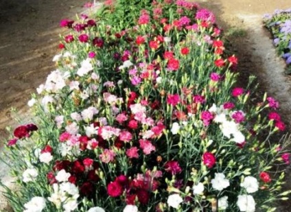Kertészet Carnation video utasítást növekvő saját kezét, ültetési jellemzőit, gondoskodás, Chabot,
