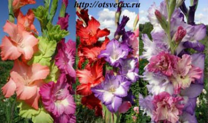 Kerti virágok gladiolas (virág) Kerti virágok kardvirág