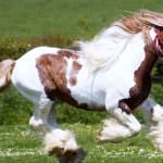 A leggyorsabb ló a világon (55 fotó) Milyen fajta lovak bajnokok