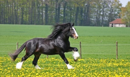A leggyorsabb ló a világon (55 fotó) Milyen fajta lovak bajnokok