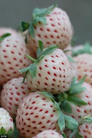 A legegzotikusabb zöldségek a világon (14 fotó) - érdekes tények (zöldség) A legegzotikusabb zöldségek a világon (14 fotó) - Érdekességek