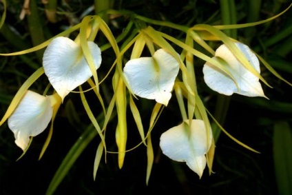 A legszebb fajta orchideák, fényképe és neve (orchidea) A legszebb fajta orchideák, fényképe és neve