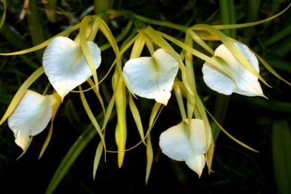 A legszebb fajta orchideák, fényképe és neve