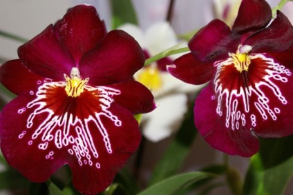 A legszebb fajta orchideák, fényképe és neve (orchidea) A legszebb fajta orchideák, fényképe és neve