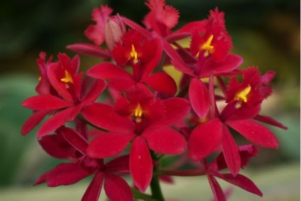 A legszebb fajta orchideák, fényképe és neve (faj) A legszebb fajta orchideák, fényképe és neve