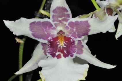 A legszebb fajta orchideák, fényképe és neve (fotók) A legszebb fajta orchideák, fényképe és neve