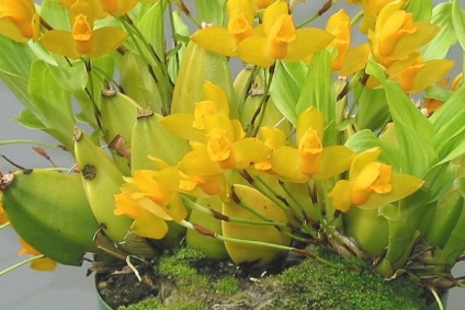 A legszebb fajta orchideák, fényképe és neve (szép) A legszebb fajta orchideák, fényképe és neve