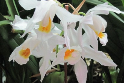 A legszebb fajta orchideák, fényképe és neve (fotók) A legszebb fajta orchideák, fényképe és neve