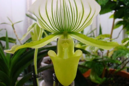 A legszebb fajta orchideák, fényképe és neve (orchidea) A legszebb fajta orchideák, fényképe és neve