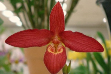 A legszebb fajta orchideák, fényképe és neve (fotók) A legszebb fajta orchideák, fényképe és neve
