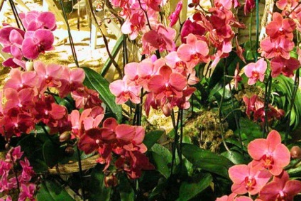 A legszebb fajta orchideák, fényképét és a nevét (a legtöbb) A legszebb fajta orchideák, fényképe és neve