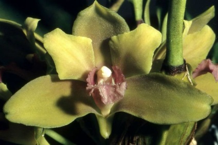 A legszebb fajta orchideák, fényképét és a nevét (a legtöbb) A legszebb fajta orchideák, fényképe és neve
