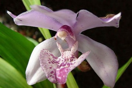 A legszebb fajta orchideák, fényképe és neve (orchidea) A legszebb fajta orchideák, fényképe és neve
