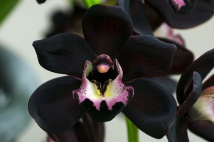 A legszebb fajta orchideák, fényképe és neve (orchidea) A legszebb fajta orchideák, fényképe és neve