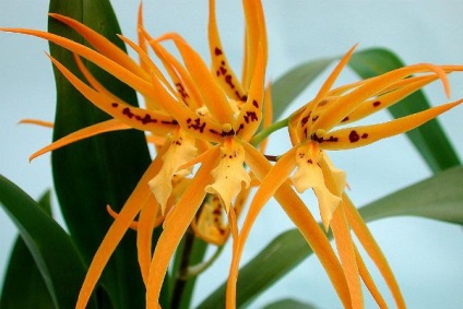 A legszebb fajta orchideák, fényképe és neve (fotók) A legszebb fajta orchideák, fényképe és neve