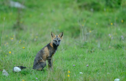 A legszebb kilátás nyílik a rókagomba (szinte minden kontinensen) A legszebb kilátás nyílik a rókagombával