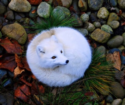 Найкрасивіші в світі лисиці (20 фото)