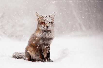 Найкрасивіші в світі лисиці (20 фото)