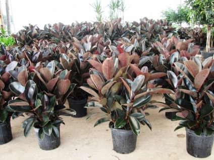 A leggyakoribb típusú beltéri Ficus, és lehetséges problémák (a legtöbb) A leggyakoribb típusú beltéri Ficus, és lehetséges problémák