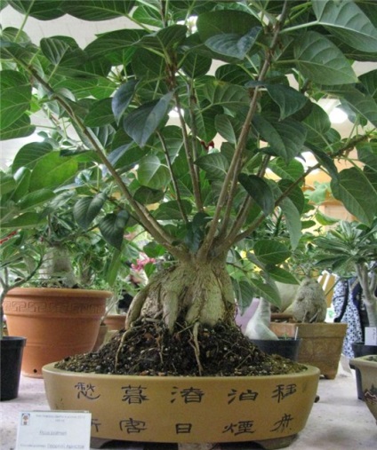 A leggyakoribb típusú beltéri Ficus, és lehetséges problémák (ficus) A leggyakoribb típusú beltéri Ficus, és lehetséges problémák