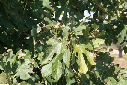 A leggyakoribb típusú beltéri Ficus, és lehetséges problémák