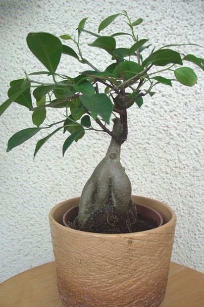 A leggyakoribb típusú beltéri Ficus, és lehetséges problémák