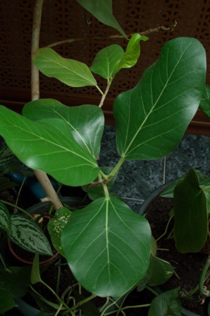 A leggyakoribb típusú beltéri Ficus, és lehetséges problémák (levegő réteg Ficus) A leggyakoribb típusú beltéri Ficus, és lehetséges problémák