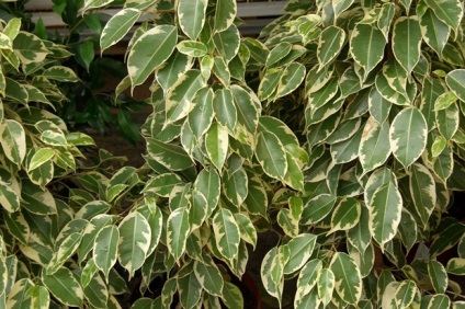 A leggyakoribb típusú beltéri Ficus, és lehetséges problémák (a legtöbb) A leggyakoribb típusú beltéri Ficus, és lehetséges problémák