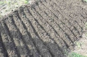 Téli ültető hagymák rendesen gyakorlati tanácsokat (ültetése téli hagyma) Téli ültető hagymák rendesen gyakorlati tanácsokat