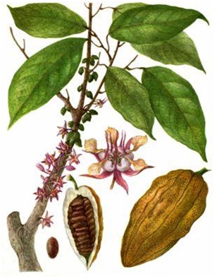 Насіння і масло какао - склад, властивості, застосування