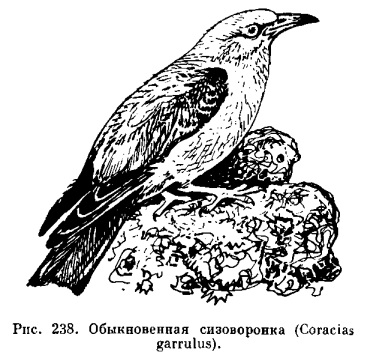 Család sizovoronkovye (coraciidae) - a (szélsőséges farok tollak) Család sizovoronkovye (coraciidae) - az
