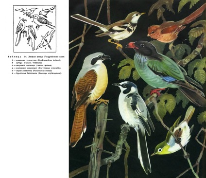 Család sizovoronkovye (coraciidae) - a (sizovoronkovye) Család sizovoronkovye (coraciidae) - az